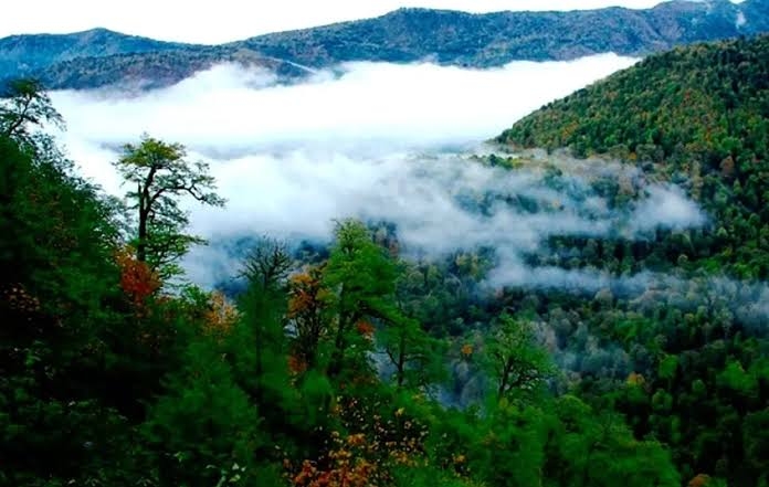 برند 2: جنگل‌های هیرکانی؛ سبزترین فسیل زنده جهان