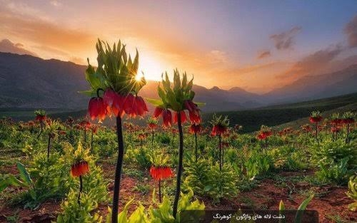 برند ۲۱ - بهارستان‌های لاله واژگون در الوند و دنا