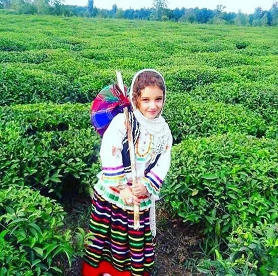 چای لاهیجان؛ سبزی که از ابرهای شمال میبارد