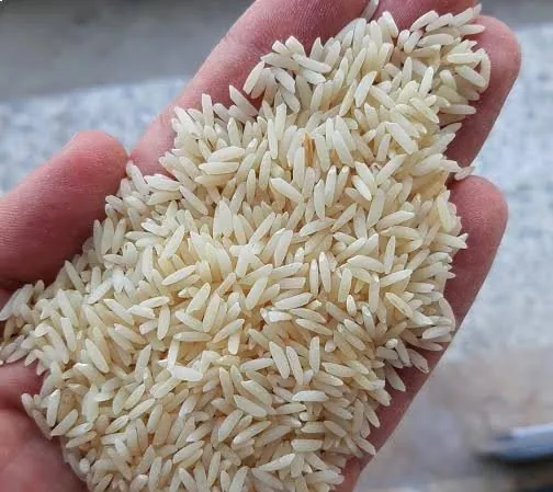 برنج دم سیاه مازندران؛ مروارید سیاه شالیزارهای مازندران